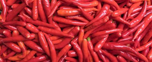 red chili pepper photo