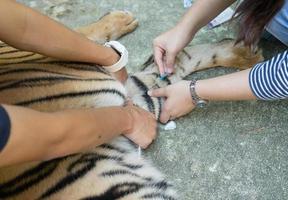 veterinarian treat the tiger photo