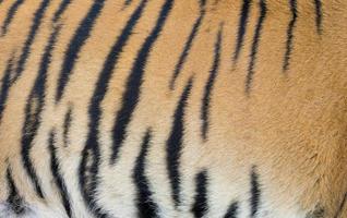bengal tiger skin photo