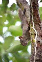 Pallas's squirrel or Red-bellied squirrel photo