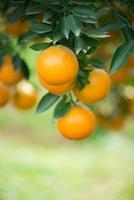 fresh orange orchard photo