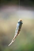 Nile tilapia fish hanging on hook photo