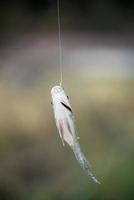 Nile tilapia fish hanging on hook photo