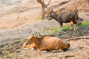 banteng Bos javanicus photo