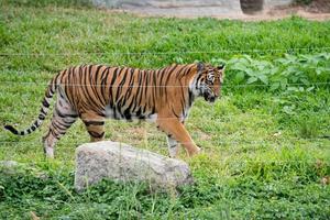 bengal tiger walking near electrical wire