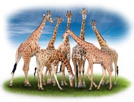 group of giraffe photo
