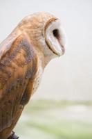 common barn owl photo