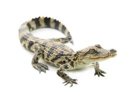 young crocodile on white background photo