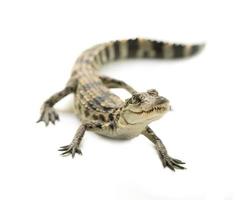 young crocodile on white background photo