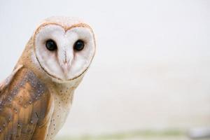 common barn owl photo