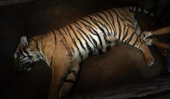 veterinarian treat the tiger photo