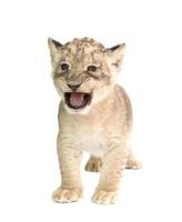 baby lion isolated on white background photo
