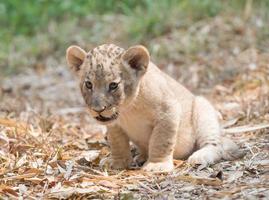 cub of lion photo