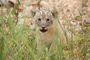 cub of lion photo