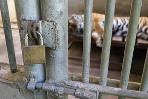 tiger in cage photo