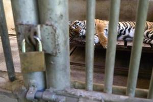 tiger in cage photo
