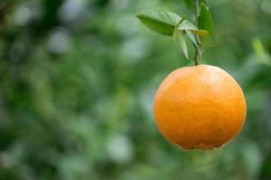 fresh orange orchard photo