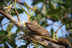 Pallas's squirrel or Red-bellied squirrel photo