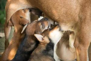 puppies sucking milk from mother photo