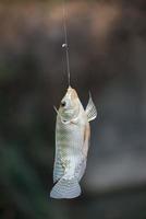 Nile tilapia fish hanging on hook photo