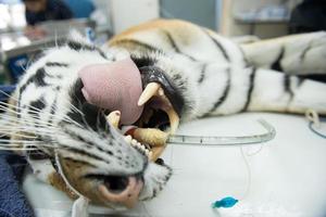 tiger in animal hospital photo