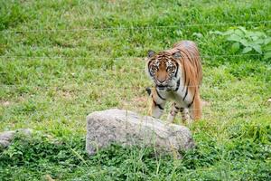 tigre de bengala caminando cerca de un cable eléctrico foto