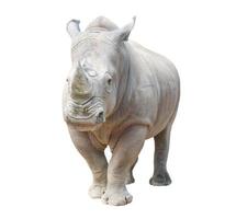 white rhinoceros isolated photo