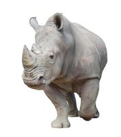 white rhinoceros isolated photo