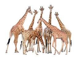 group of giraffe isolated photo
