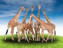 group of giraffe photo