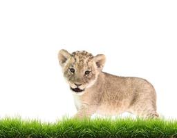 bebé león panthera leo aislado foto