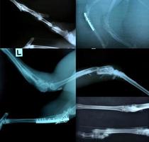 imagen de rayos x del esqueleto animal foto