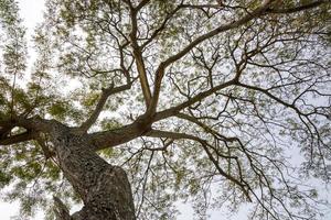 Bottom view to treetop branch of a huge tree in jungle forest. Look up under the tree. environment and nature background photo