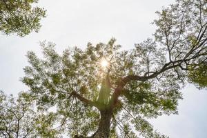 Bottom view to treetop branch of a huge tree in jungle forest. Look up under the tree. environment and nature background photo