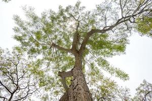 Bottom view to treetop branch of a huge tree in jungle forest. Look up under the tree. environment and nature background photo