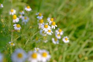 Many white daisy flowers on green meadow photo