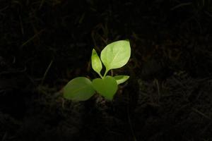 Top view of seedling green plant growing in the soil with sunlight spot. photo