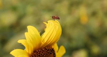 Honey bee flying on a sunflower close-up shot. Honey bee collecting pollen and nectar from a sunflower. Beautiful yellow sunflower on a sunny day. Sunflowers in a garden with a natural background. photo