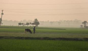 Man with a cow on a greenfield dawn time photography. A man riding a cattle in a rural area. Green paddy field at dawn or evening time with cattle riding by a farmer. Village view with dense fog. photo