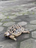 estrella india son reptiles muy raros, estos animales también se clasifican como animales antiguos porque pueden tener cientos de años. la tortuga, que solo puede vivir en la tierra, no puede vivir en el agua. foto