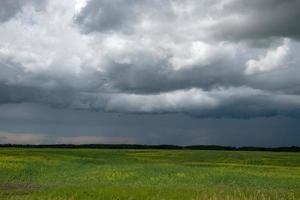 Approaching storm clouds above a canola field, Saskatchewan, Canada. photo