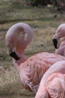 The Chilean flamingo, Phoenicopterus chilensis photo