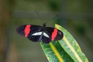 Heliconius melpomene, the postman butterfly, common postman or simply postman, is a brightly colored butterfly. photo