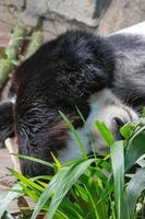 Giant Panda Sleeping photo