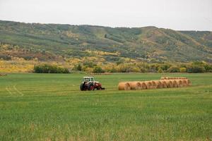 Fresh hay newly baled still in the field photo