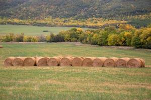 Fresh hay newly baled still in the field photo