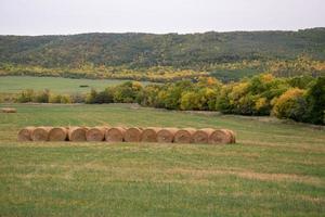 Fresh hay newly baled still in the field photo