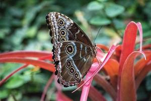 morpho peleides, el peleides blue morpho, common morpho o el emperador es una mariposa tropical iridiscente que se encuentra en méxico, américa central, norte de américa del sur, paraguay y trinidad. foto