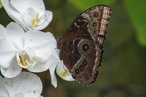 Morpho peleides, the Peleides blue morpho, common morpho or the emperor is an iridescent tropical butterfly found in Mexico, Central America, northern South America, Paraguay and Trinidad. photo