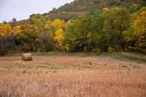 Fresh hay newly baled still in the field photo